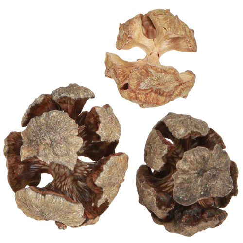 Floristik24 Pigne di cipresso pigne decorative di cipresso naturale 2-4 cm 250 g