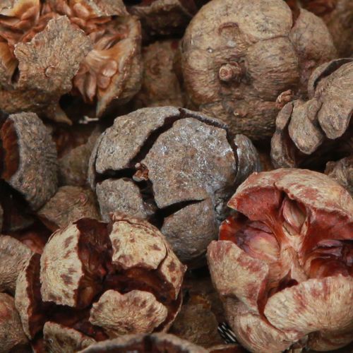 Prodotto Pigne di cipresso pigne decorative di cipresso naturale 2-4 cm 250 g