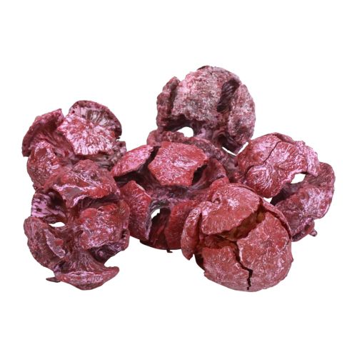 Floristik24 Pigne di cipresso decoro naturale satinato 3 cm rosso scuro 500 g