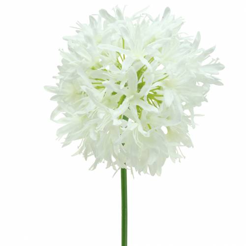 Floristik24 Allium ornamentale artificiale Bianco Ø12cm A62cm