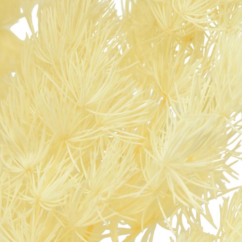 Prodotto Asparagi decorazione secca erba ornamentale secca bianca 80g