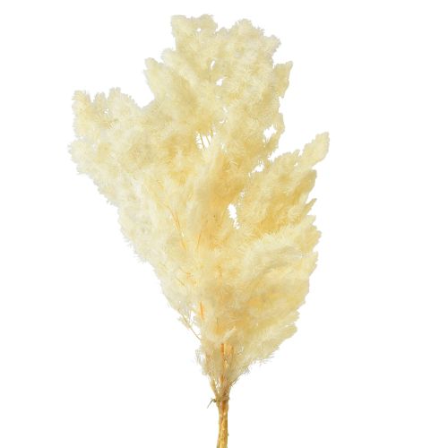 Prodotto Asparagi decorazione secca erba ornamentale secca bianca 80g