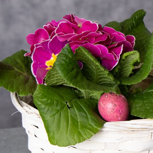 Prodotto Decorazione in vimini per un versatile design d'interni, 20 cm, 8 pezzi