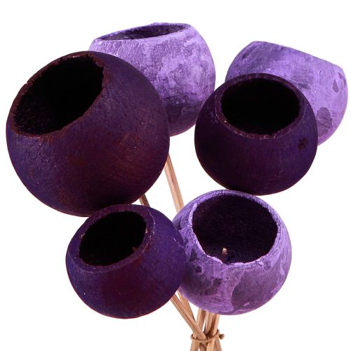 Floristik24 Coppa a campana su bastone Decorazione esotica a secco Bacca viola 44 cm 15 pz