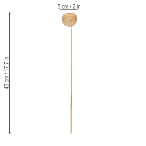 Prodotto Mix di funghi a campana su stelo, varietà esotiche naturali, 15 pezzi