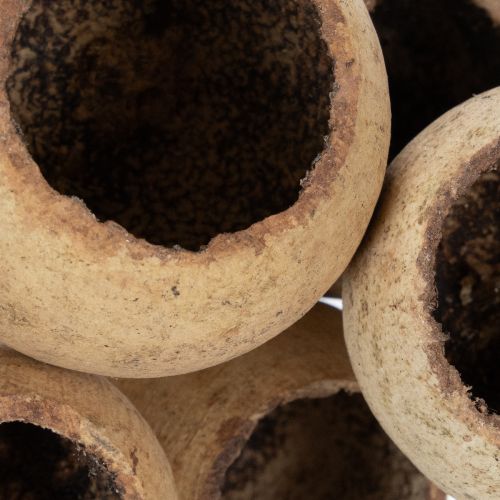 Prodotto Mix di funghi a campana su stelo, varietà esotiche naturali, 15 pezzi