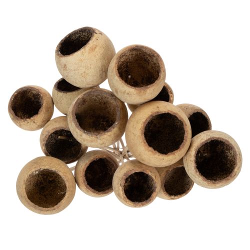 Prodotto Mix di funghi a campana su stelo, varietà esotiche naturali, 15 pezzi