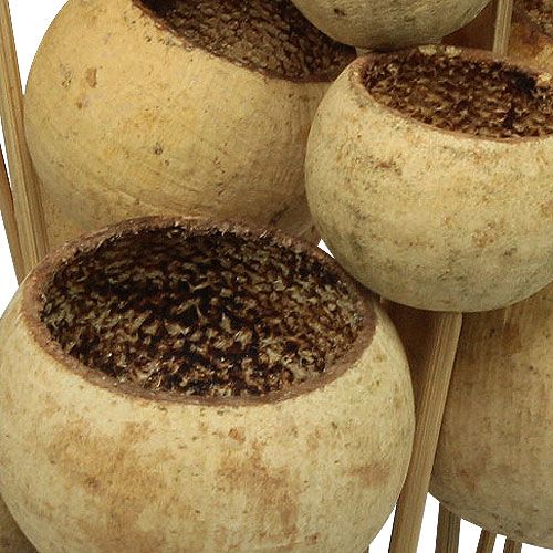 Prodotto Bell Cup Mix su stecco Natural Exotics 15 pz