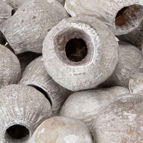 Prodotto Eucalyptus campanulati sbiancati 2cm - 5cm 500g