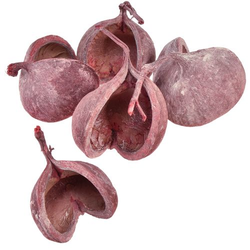Prodotto Decorazione Noce Di Buddha Rosso Bianco Naturale Essiccato Ø5,5–9,5cm 5 pz