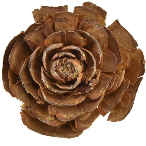 Floristik24 Coni di cedro tagliati a rosa di cedro rosa 4-6 cm naturali 50 pz