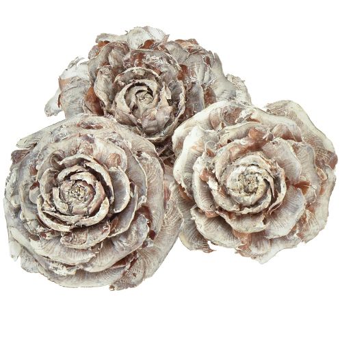 Prodotto Coni di cedro tagliati come rosa rosa di cedro 4-6 cm bianco/naturale 50 pezzi