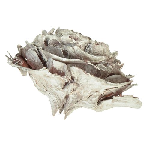 Prodotto Coni di cedro tagliati come rosa rosa di cedro 4-6 cm bianco/naturale 50 pezzi