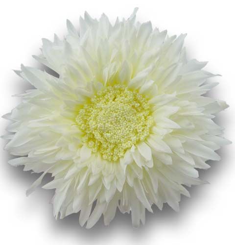 Floristik24 Crisantemo Teddy 63cm Bianco