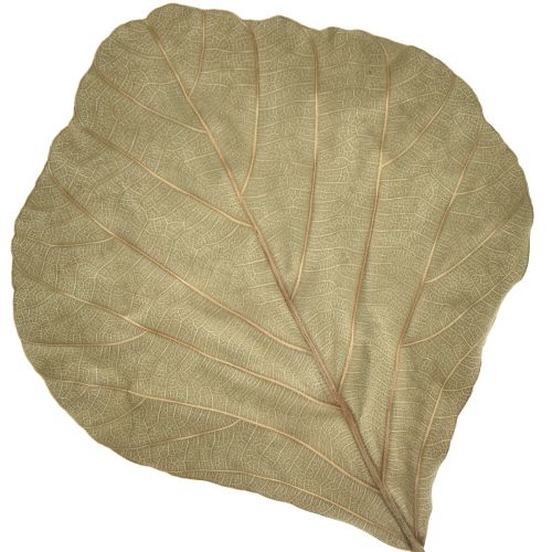Prodotto Foglie di cobra essiccate verdi naturali 15 cm–17 cm 50 pz
