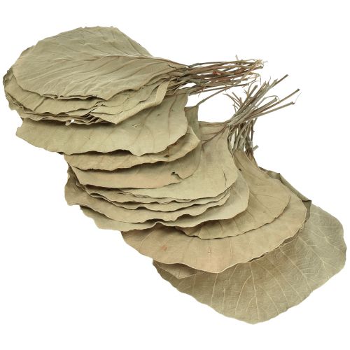Prodotto Foglie di cobra essiccate verdi naturali 15 cm–17 cm 50 pz