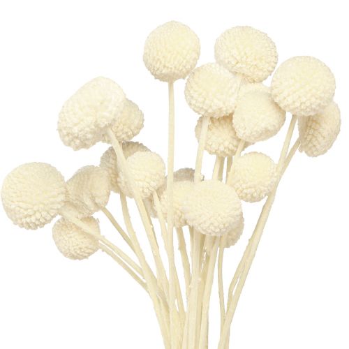 Floristik24 Crema di bacchette essiccate Craspedia 45-55 cm 20 pz