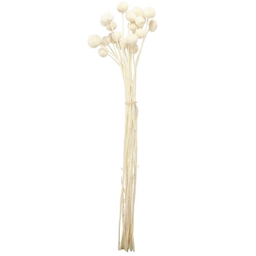 Floristik24 Crema di bacchette essiccate Craspedia 45-55 cm 20 pz