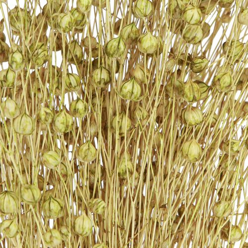 Prodotto Deco Lino Secchi Fiori Secchi Verde Oliva 50g