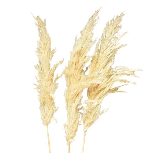 Prodotto Erba di pampa decorativa crema erba secca sbiancata 95 cm 3 pz