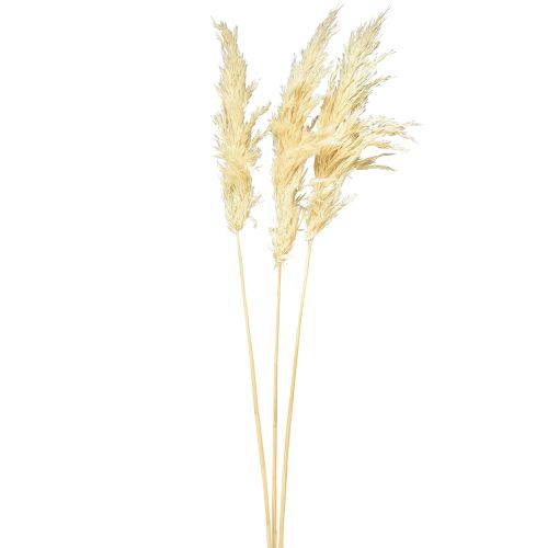 Prodotto Erba di pampa decorativa crema erba secca sbiancata 95 cm 3 pz