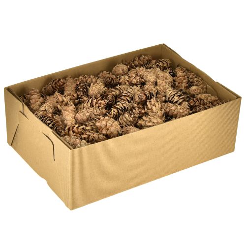 Prodotto Coni Douglas 1,3 kg