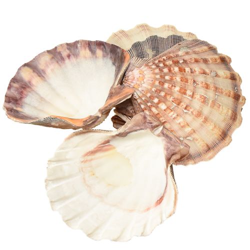 Prodotto Vere capesante naturali – sapore marittimo naturale 1 kg