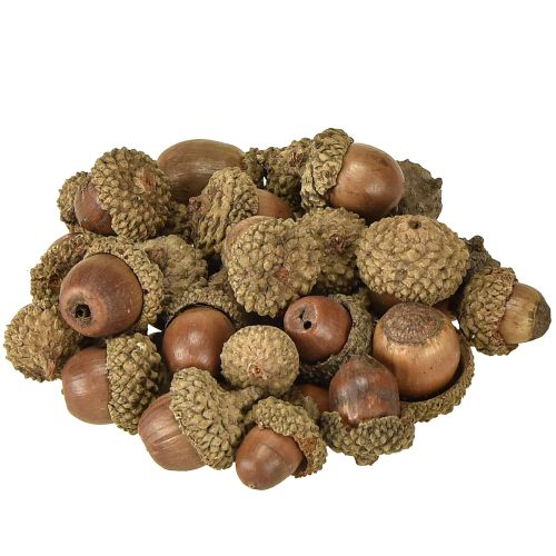 Floristik24 Ghiande per decorazione, decorazione autunnale, frutti autunnali naturali Ø1,5 – 2,5 cm L1,5 – 3 cm 300 g