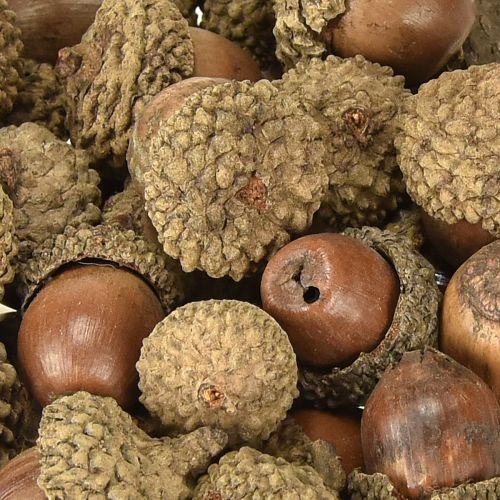 Prodotto Ghiande per decorazione, decorazione autunnale, frutti autunnali naturali Ø1,5 – 2,5 cm L1,5 – 3 cm 300 g