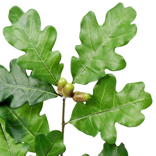Floristik24 Ramo di quercia verde 68 cm