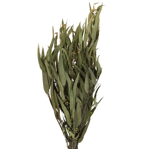 Floristik24 Rami di eucalipto conservati Foglie verdi ovali 150g