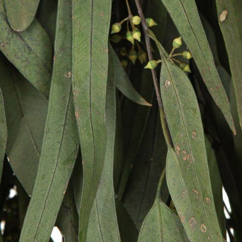 Prodotto Rami di eucalipto conservati Foglie verdi ovali 150g