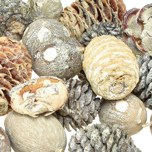 Prodotto Coni esotici Leucodendron lavati bianchi 3-4 cm 450 g