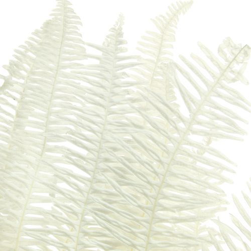 Prodotto Felce Fronde di felce decorative stabilizzate sbiancate L45 cm 10 pz