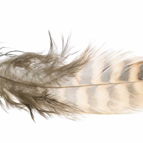 Floristik24 Piume naturali 4,5 - 9cm 20g