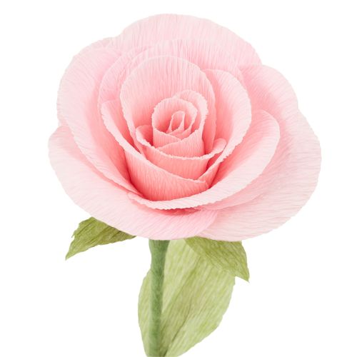 Prodotto Carta crespa per fioristi, rosa, 50×250 cm, 5 pezzi