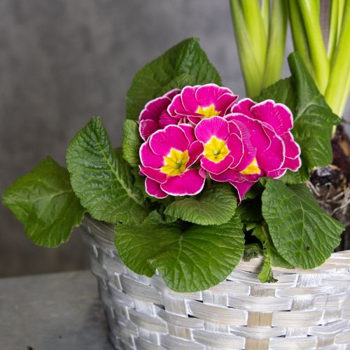 Prodotto Cestino intrecciato come elegante decorazione floreale nella zona giorno. Cestino pasquale, 23 cm, 6 pezzi.