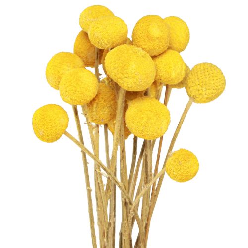 Floristik24 Bacchette essiccate di Craspedia Gialle 45-55 cm 20 pz
