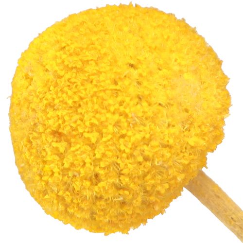 Floristik24 Bacchette essiccate di Craspedia Gialle 45-55 cm 20 pz
