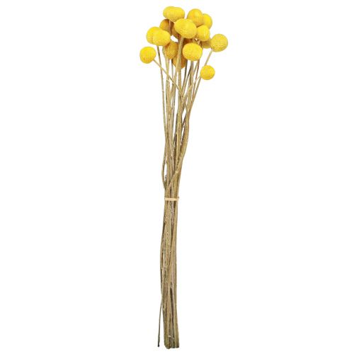 Floristik24 Bacchette essiccate di Craspedia Gialle 45-55 cm 20 pz