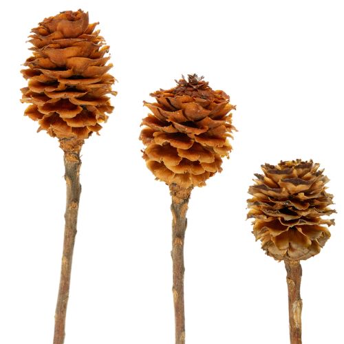 Prodotto Fiori secchi di Glabrum Leucospermum, 25-40 cm, 25 pezzi