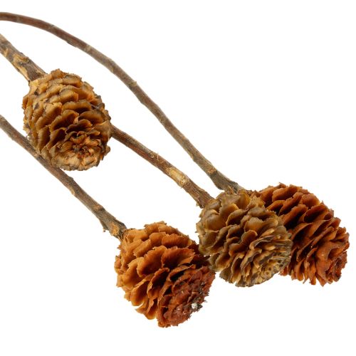 Prodotto Fiori secchi di Glabrum Leucospermum, 25-40 cm, 25 pezzi