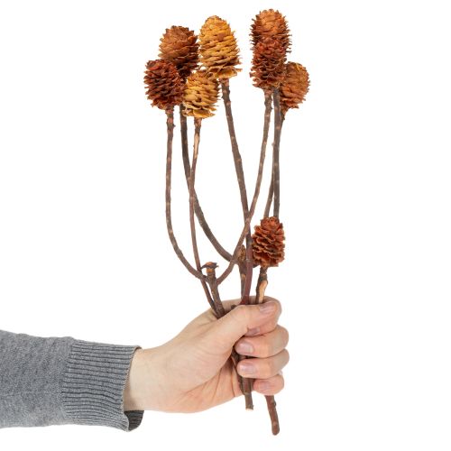 Prodotto Fiori secchi di Glabrum Leucospermum, 25-40 cm, 25 pezzi