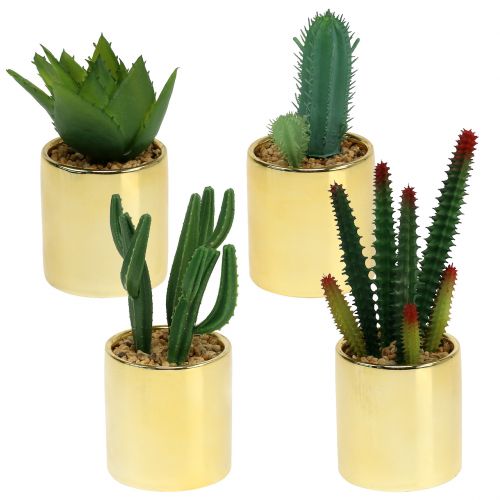 Floristik24 Cactus verdi in vaso dorato 12 cm - 17 cm 4 pezzi