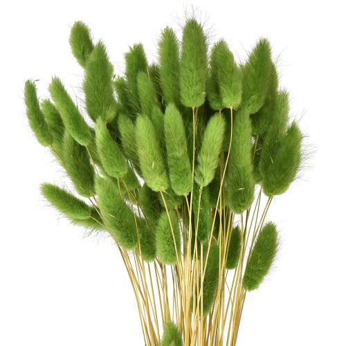 Floristik24 Erba coda di coniglio Erba ornamentale Lagurus verde oliva L65cm 50g