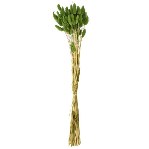 Prodotto Erba coda di coniglio Erba ornamentale Lagurus verde oliva L65cm 50g