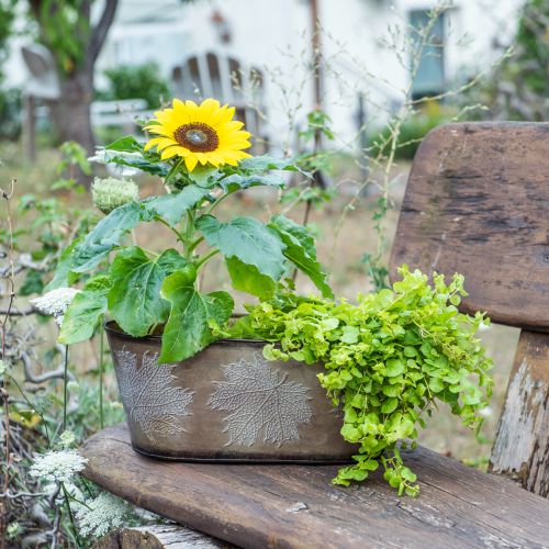 Prodotto Vaso autunnale, ciotola per piante con foglie, decorazione in metallo dorato L38cm H15cm