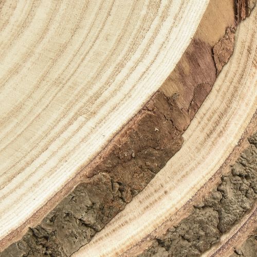 Floristik24 Dischi in legno disco per albero Paulownia naturale Ø26-28cm 3 pz