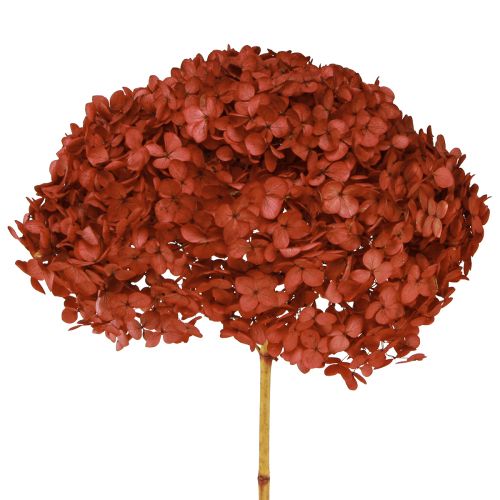 Floristik24 Fiori secchi stabilizzati di ortensia rossa Ø20cm L50-60cm