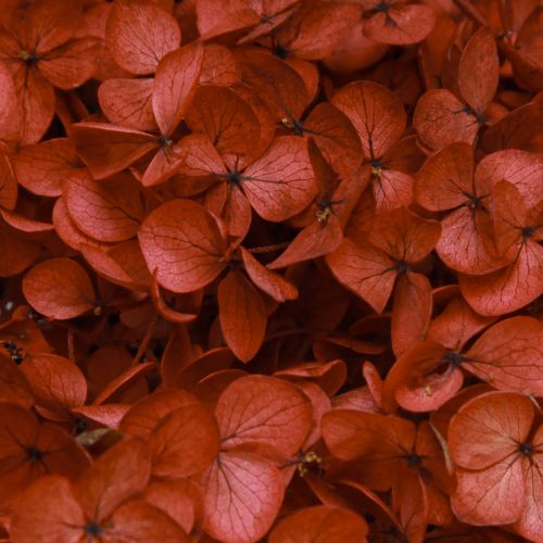 Floristik24 Fiori secchi stabilizzati di ortensia rossa Ø20cm L50-60cm